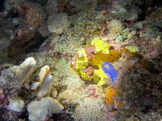 IMG 9974